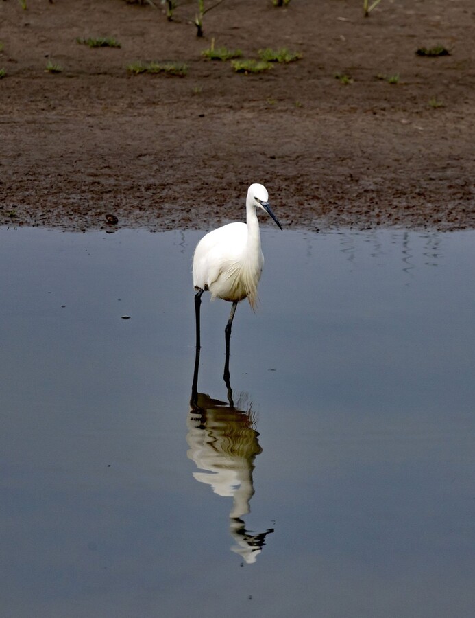 Reflections Little Egret 